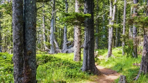 Quiet Trail Through a Coastal Forest Leading to the Famous Octopus Tree in Cape Stock Footage 326717009