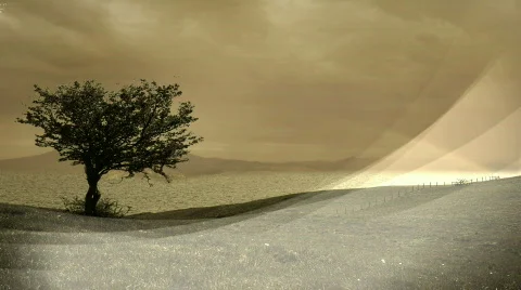 Quiet Tree Stock Footage 487839