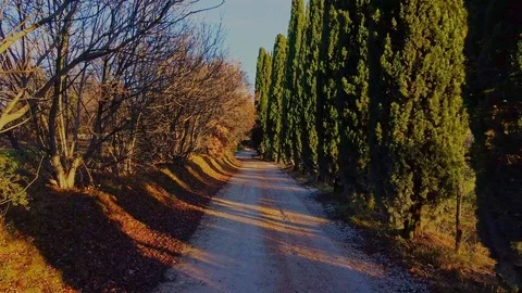Quiet tree-lined avenue at sunset. Stock Footage 121764056