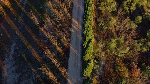 Quiet tree-lined avenue at sunset. Stock Footage 121764179