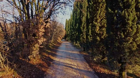 Quiet tree-lined avenue at sunset. Stock Footage 121764259