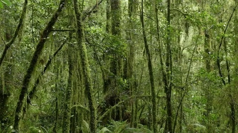 Quiet tropical rain forest, trees, green wild woods, paradise Stock Footage 83829496