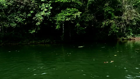 A quiet tropical river making for a tranquil scene Stock Footage 336916999