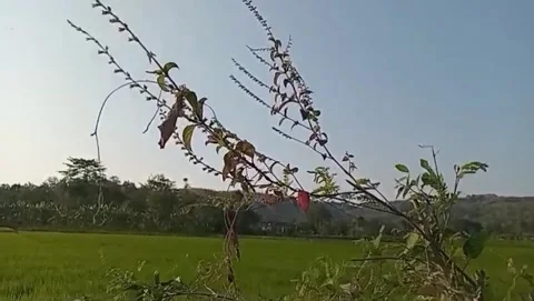 A quiet twilight behind the basil branches. 스톡 동영상 336733952