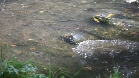 Quiet urban river Stock Footage 50903454