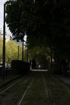Quiet Urban Tramway Path Lined with Lush Green Trees and Shadows Stock Photos
