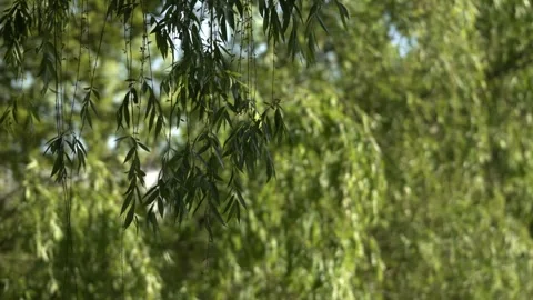 The Quiet View of Nature in 4K Видео 336648969