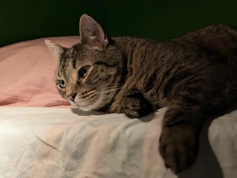 Quiet Vigil on the Bed Stock Photos