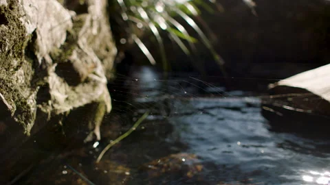 Quiet water stream, Spiderweb and creek, Mynion Falls, Australia, QLD, Gondwana Stock Footage 240053338