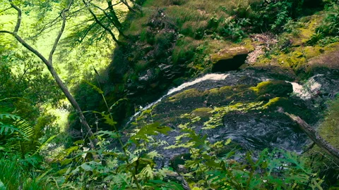 Quiet Waterfall in the Forest Stock Footage 252035244