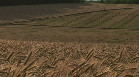 Quiet wheat field Stockbeeldmateriaal 567591