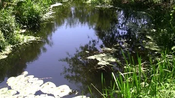 Quiet whirlpool on a small river Video stock 85628352