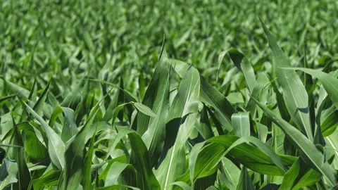 Quiet wind in the corn field and camera slide Stock-Footage 131332545