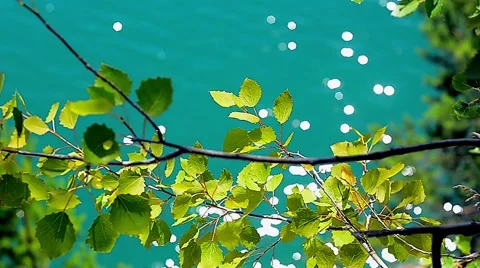 Quiet Wind Through Birch Leaves Over Sparkling Water Stock Footage 40069667