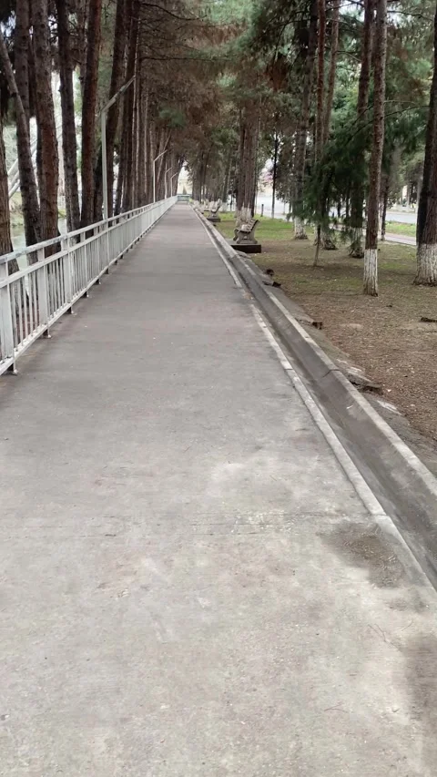 Quiet winter forest with bare trees Vídeos de archivo 327153121