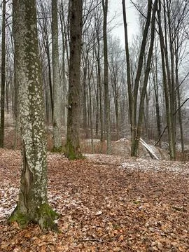 Quiet Winter Forest with Fallen Leaves Stock Photos