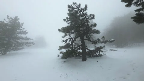 Quiet Winter Forest Setting. Isolated Pine Tree In Cold Foggy Snow Landscape Stock Footage 335267731