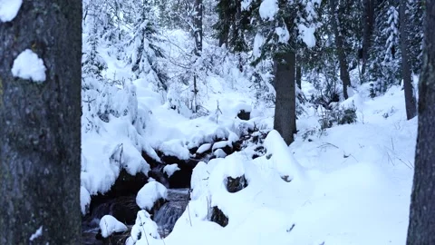 A quiet winter forest stream flows gently between snow covered trees Stock Footage 325708033