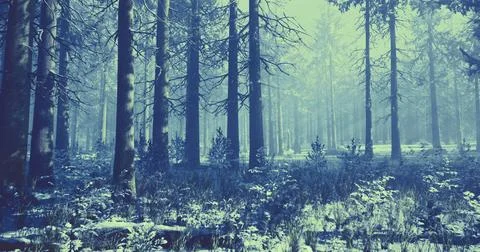 Quiet winter forest under blue light with snow covered ground and trees Stock Illustration