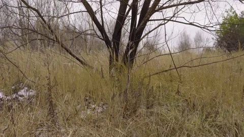 Quiet Winter Landscape With Bare Tree Amid Dry Grass Field In Rural Countryside Stock Footage 330332528