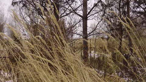 Quiet Winter Landscape With Bare Tree Amid Dry Grass Field In Rural Countryside Stock Footage 330332666