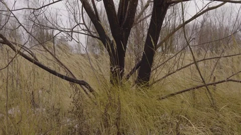 Quiet Winter Landscape With Bare Tree Amid Dry Grass Field In Rural Countryside Stock-Footage 330332728