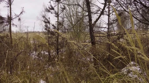 Quiet Winter Landscape With Bare Tree Amid Dry Grass Field In Rural Countryside Видео 330332946
