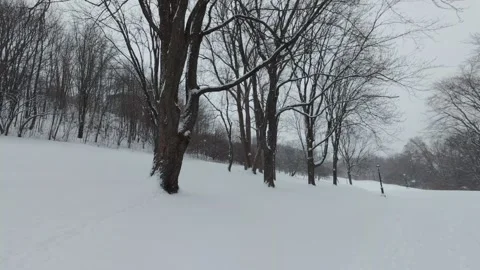 Quiet Winter Park Landscape During Snowfall Stock Footage 323423591