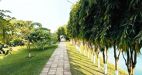 Quiet winter park with soft tree branch details. Peaceful holiday nature Stock Footage 321137164