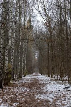 Quiet winter path through a forest with birch trees and fallen leaves Stock Photos