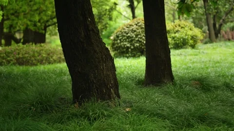 The Quiet Woods during the day Stock Footage 332681763
