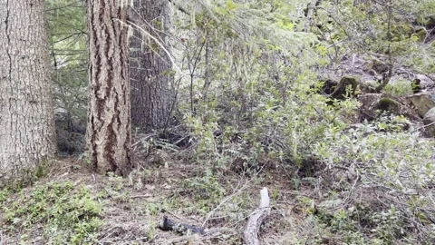 Quiet woods Stock Footage