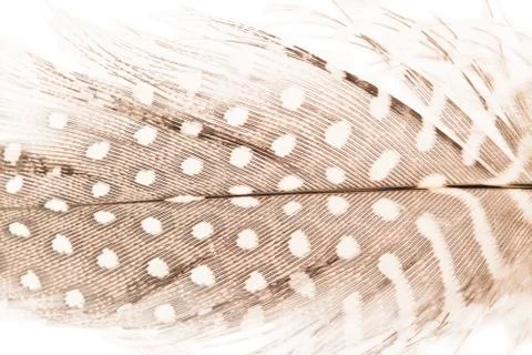 Quill feather close up Фото