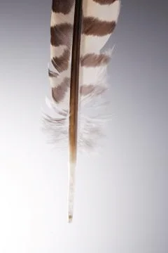 Quill pen Stock-Fotos