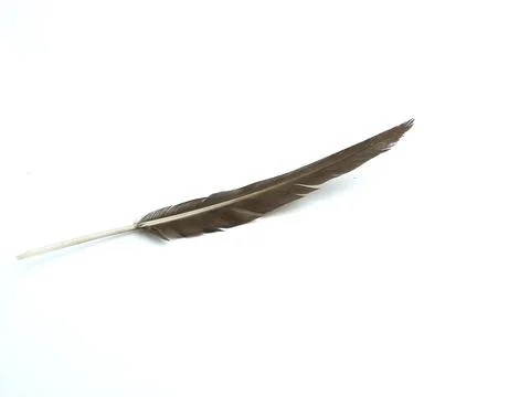 A quill on a white background Stock Photos