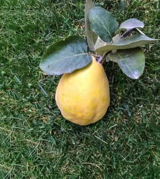 Quince background unit isolate 스톡 사진