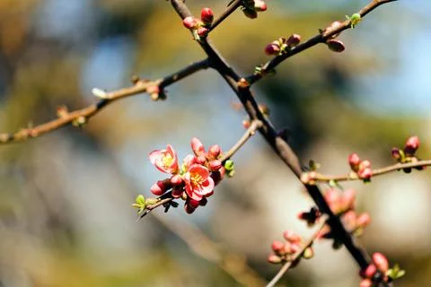 Quince in bloom Stock Photos