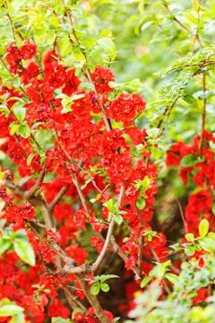 Quince in bloom Stock Photos