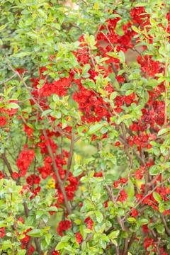 Quince in bloom Stock Photos