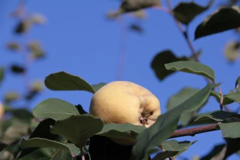 A quince on a branch Stock Photos