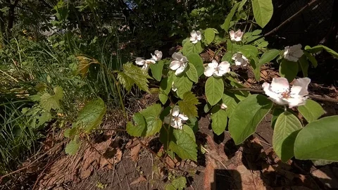 Quince flowers Stockbeeldmateriaal 109533220