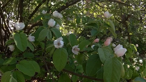 Quince flowers Stockbeeldmateriaal 109534779