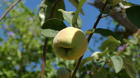 Quince Fruit on the Branch Tree Stock Footage 41288498