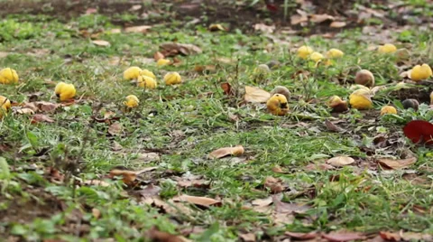 Quince Fruit. Camera Move. Stock Footage 38279761
