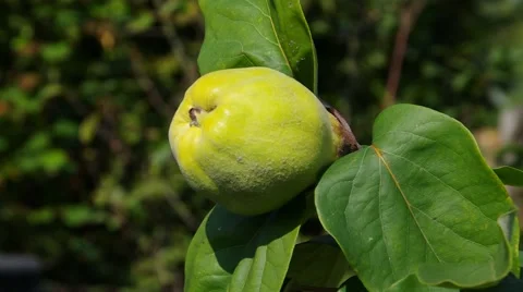 Quince fruit in fall Stock Footage 56279187