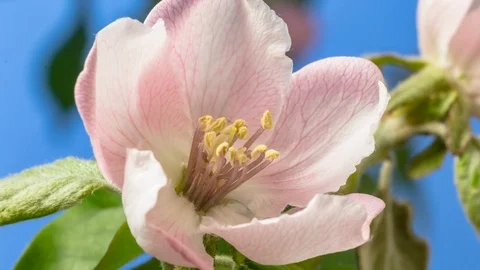 Quince fruit flower blossoming time lapse 스톡 동영상 113772668