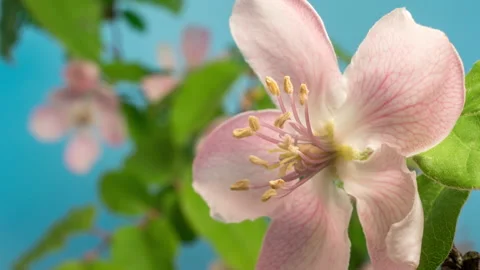 Quince fruit flower blossoming time lapse Stock Footage 201363797