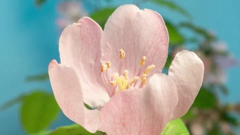 Quince fruit flower blossoming time lapse Stock Footage 201363862