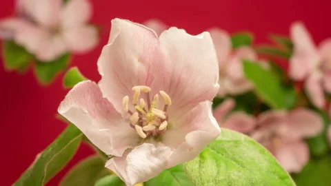 Quince fruit flower blossoming time lapse Stock Footage 201364855