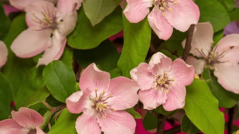 Quince fruit flower blossoming time lapse Stock Footage 229352960